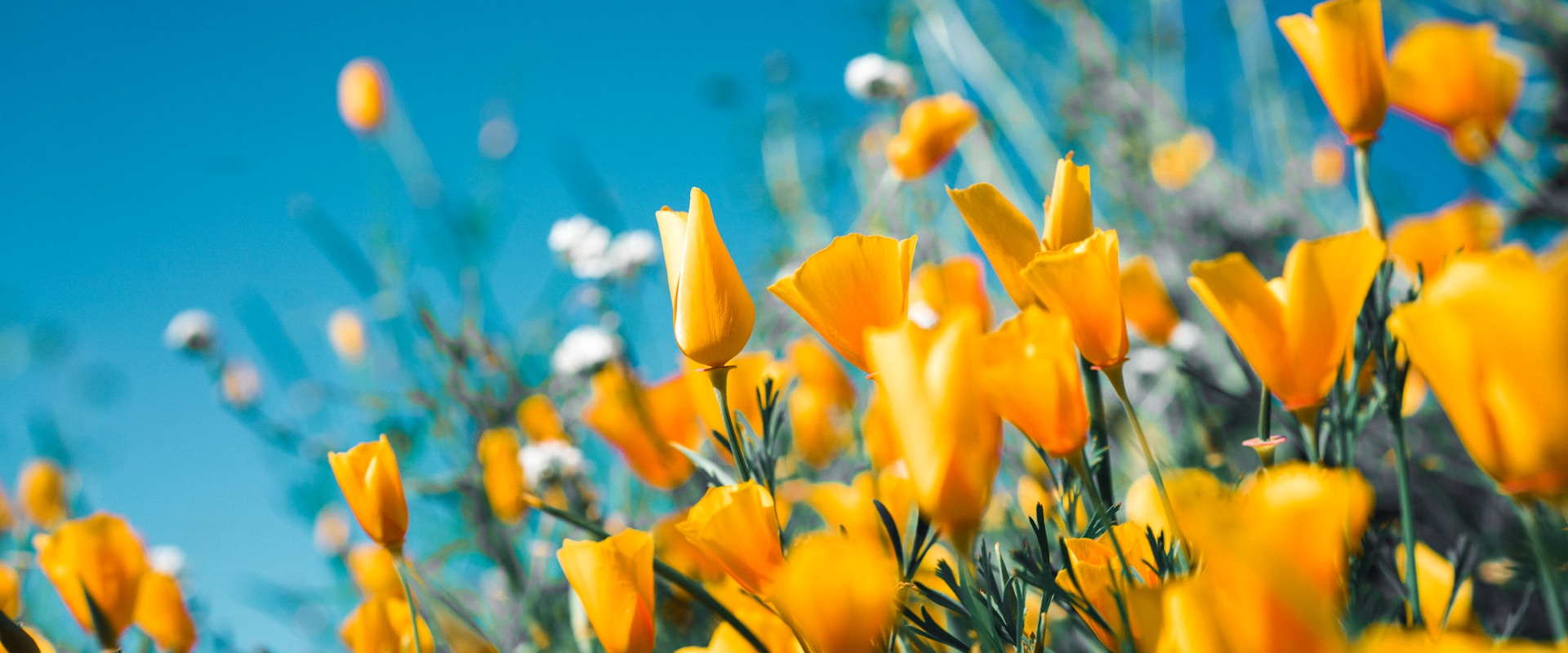 Organisation d'obsèques en Loire-Atlantique : Un accompagnement humain et digne